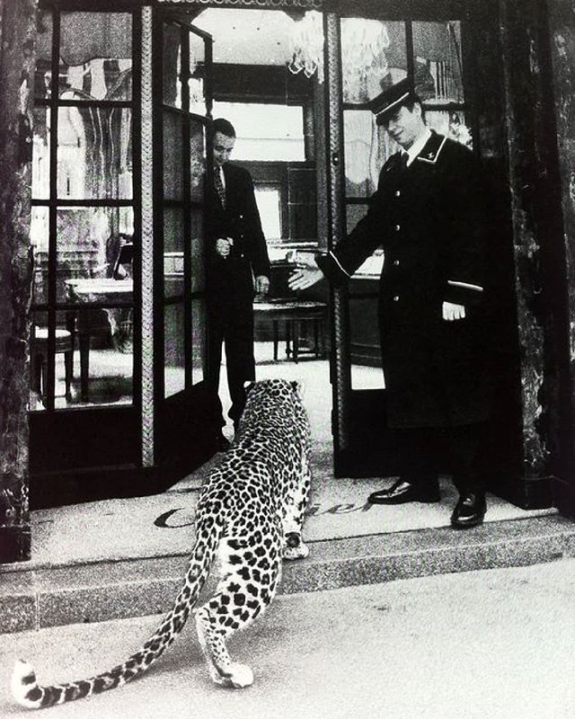 Watch out. VIP coming through&nbsp;🐆
Happy Hour starts at 6